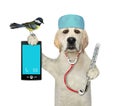 Dog labrador holds thermometer and smartphone Royalty Free Stock Photo