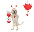 Dog labrador hourglass with hearts Royalty Free Stock Photo