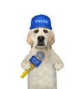 Dog labrador journalist with microphone Royalty Free Stock Photo