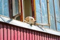 Dog Labrador Looking Out the Open Window Royalty Free Stock Photo