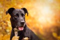 Dog, Labrador mix black portrait in autumn forest
