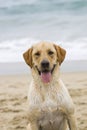 Dog labrador puppy lat the beach Royalty Free Stock Photo