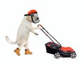 Dog labrador pushes lawn mower 2 Royalty Free Stock Photo