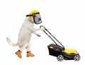 Dog labrador pushes lawn mower Royalty Free Stock Photo