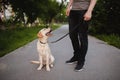 Dog labrador rests after run resting with his tongue out. The owner is stroking retrievers Royalty Free Stock Photo