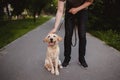 Dog labrador rests after run resting with his tongue out. The owner is stroking retrievers Royalty Free Stock Photo