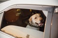 Dog labrador retriever alone is locked in car in heat, window is open. Concept wait travel Royalty Free Stock Photo