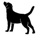 Dog Labrador Retriever breed. Silhouette