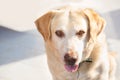 Dog labrador retriever looking his owner glare light