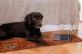 dog labrador retriever lying on the mat at home next to the laptop, work at home in the home office Royalty Free Stock Photo