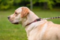 Dog Labrador Retriever at park