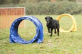 Dog, Labrador Retriever, running in agility competition