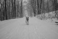 A dog Labrador retriever running on snow, holding his own leash in his mouth Royalty Free Stock Photo