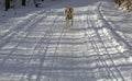 A dog Labrador retriever running on snow, holding his own leash in his mouth Royalty Free Stock Photo