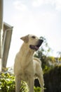 Dog Labrador standing