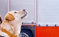 Dog Labrador waits for team from firefighter amid FEMA car