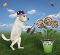 Dog labrador watering money flowers in pail