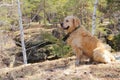 dog labrodor breed sitting in the autumn forest Royalty Free Stock Photo