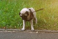 Dog lagging behind refuses to walk and drags leash in opposite way Royalty Free Stock Photo