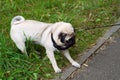 Dog lagging behind refuses to walk and drags leash in opposite way