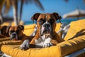 Dog Laid-Back Boxer: Unwinding on Vacation on the beach. Generative AI Royalty Free Stock Photo