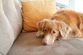 The dog laid its head on the sofa. Nova Scotia duck tolling retriever indoors Royalty Free Stock Photo