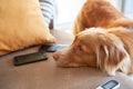 The dog laid its head on the sofa. Nova Scotia duck tolling retriever indoors Royalty Free Stock Photo