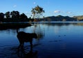 Dog And Lake