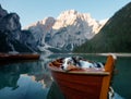 Dog on lake braies in italy. Australian Shepherd in a boat. pet travel to Lago di Braies