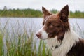 Dog by the lake. brown border collie close up.