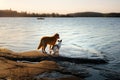 dog at the lake. Little brave jack russell terrier in nature