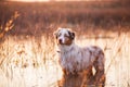 Dog in lake