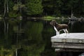 Dog on a lakeside dock Royalty Free Stock Photo