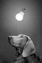 Dog and lamp