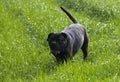 Dog in the landscape