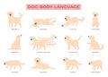 Dog language. Puppy behavior info poster. Cute labrador golden retriever in different poses and reactions. Pet emotions