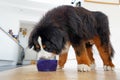 Large fluffy Bernese Mountain Dog with huge paws eating out of blue bowl. In the kitchen, white background Royalty Free Stock Photo