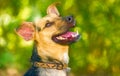 Dog Laughing Happy Excited Royalty Free Stock Photo