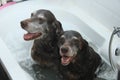 Dog laundrette Royalty Free Stock Photo