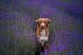 Dog on the lavender field. Happy pet in flowers. Nova Scotia Duck Tolling Retriever Royalty Free Stock Photo