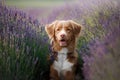 Dog in lavender. Nova Scotia duck tolling Retriever in flowers Royalty Free Stock Photo