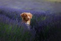 Dog in lavender. Nova Scotia duck tolling Retriever in flowers Royalty Free Stock Photo