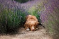 Dog in lavender. Nova Scotia duck tolling Retriever in flowers Royalty Free Stock Photo