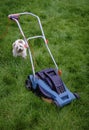 Dog & Lawn Mower in Long Grass Royalty Free Stock Photo