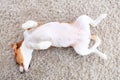 Dog lay on back from above Royalty Free Stock Photo