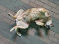 Dog lay on back from above on the pavement. Royalty Free Stock Photo
