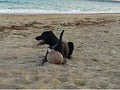 Dog laying on beach with football