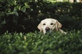 A dog is laying in a bush with its head down Royalty Free Stock Photo