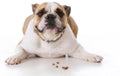 dog laying with dog treats