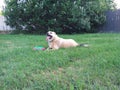 Dog laying down with Frisbee